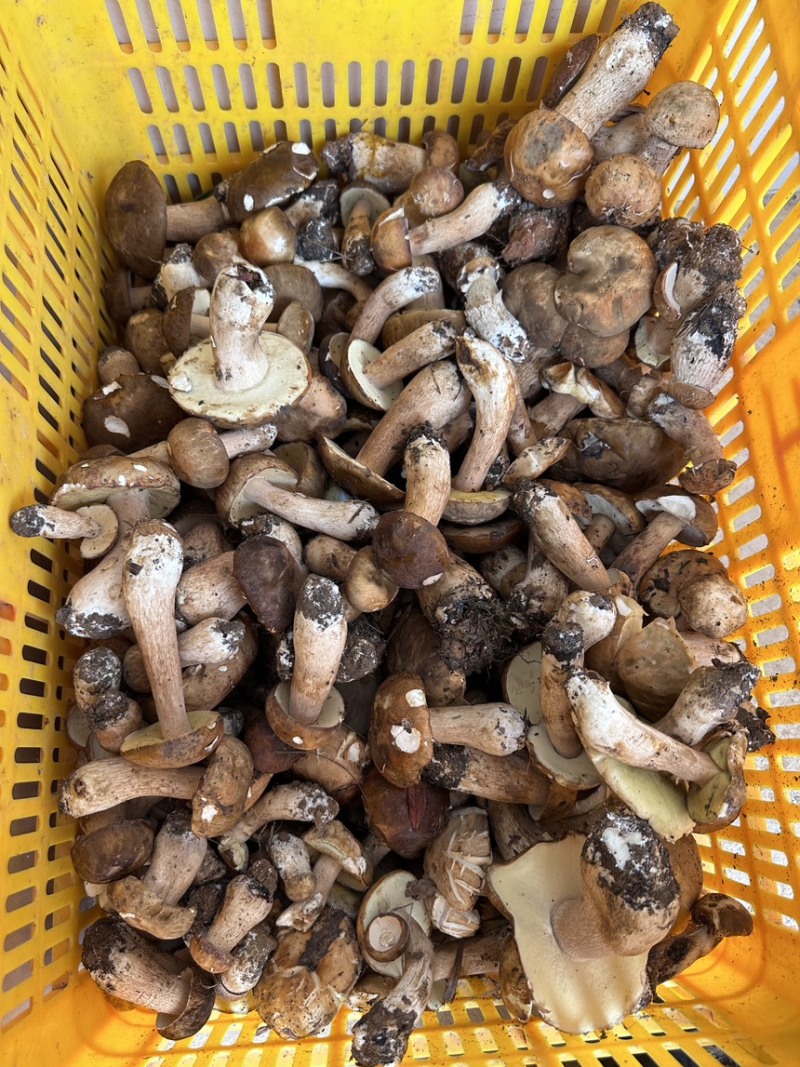 云南野生牛肝菌，鲜货，干货都有