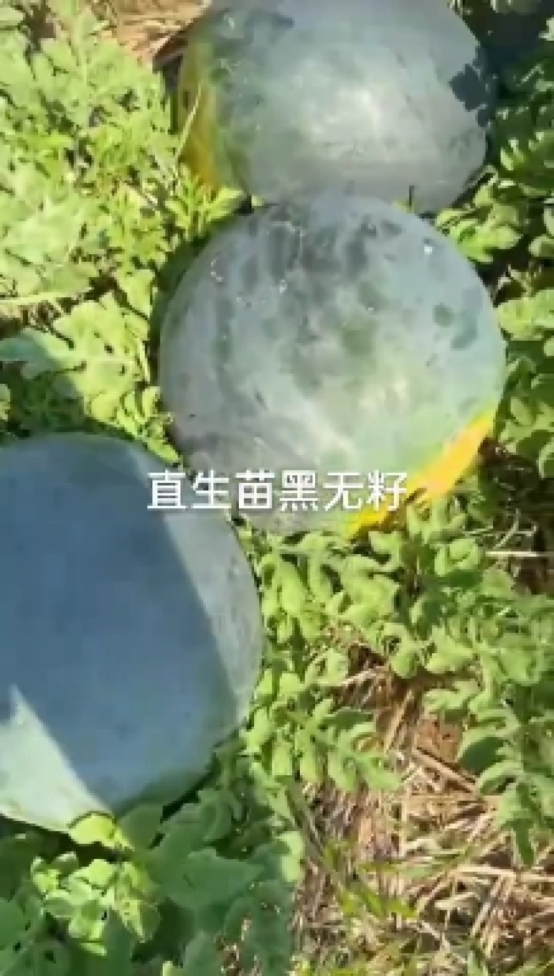 河南美都西瓜大量上市中，产地实发，一手货源，可支持视频看