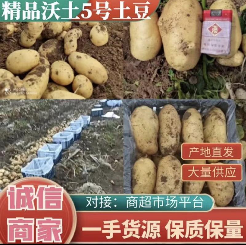 辽宁土豆沃土5号实验1号沃土五号实验一号精品土豆发市场