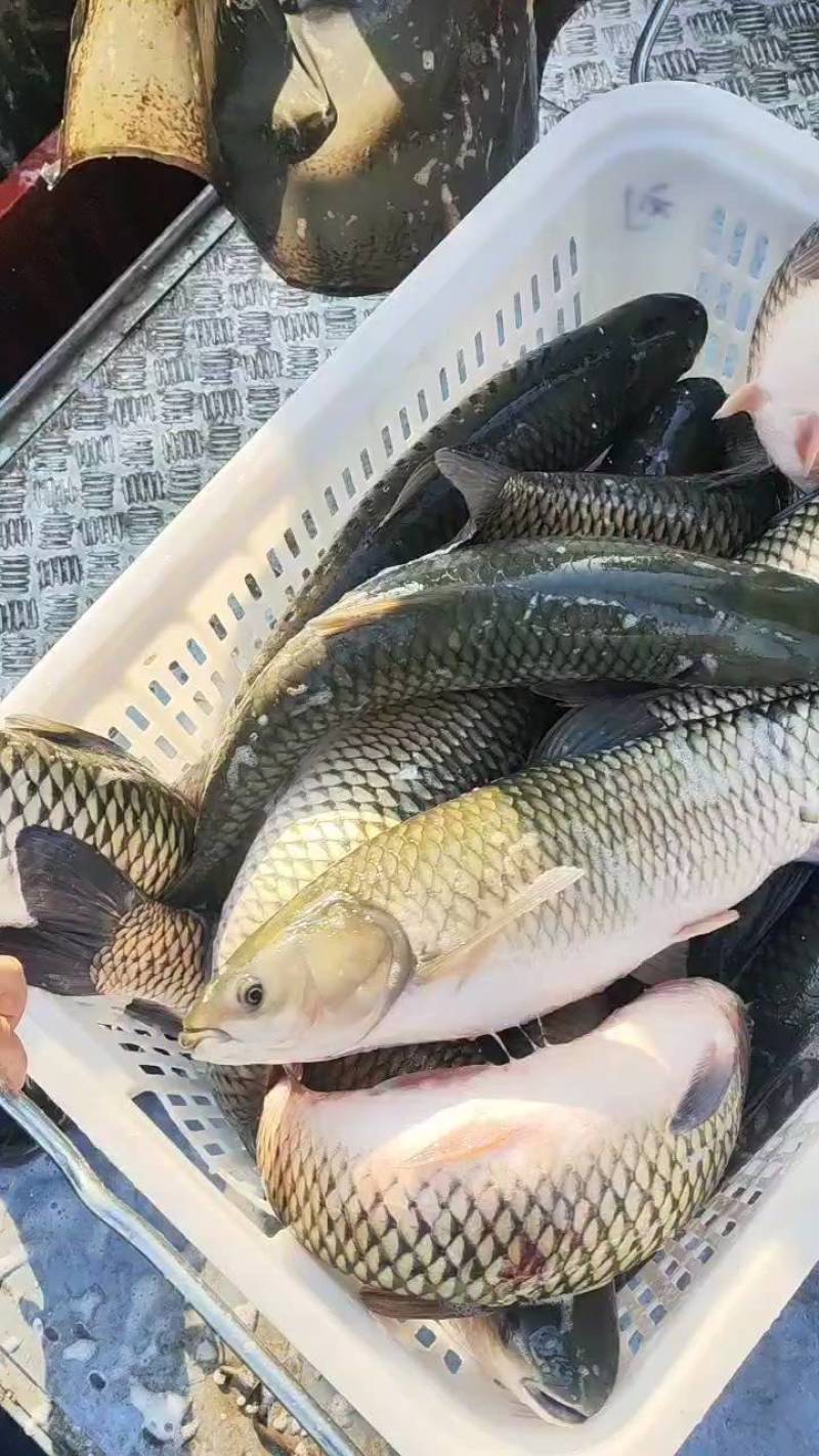 草鱼金草鱼水库饲养品质好价格优对接各地市场商超