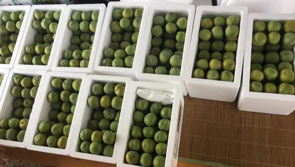 食品脱水机处理李子