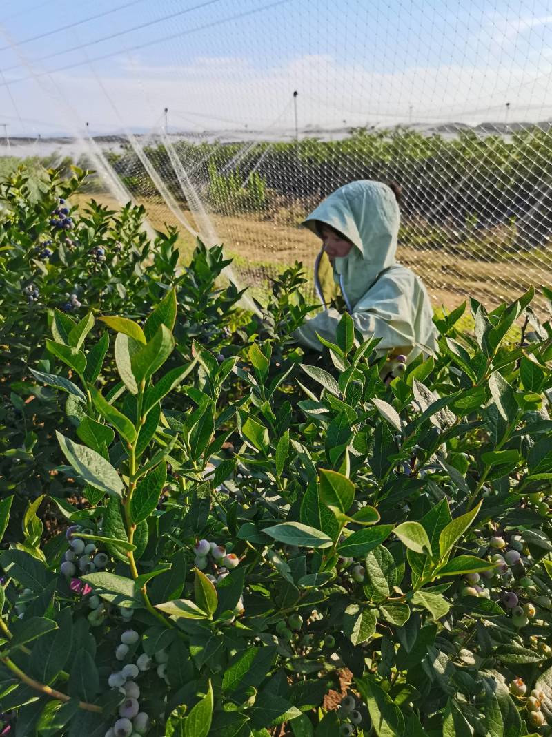 蓝莓鲜果莱克西蓝莓薄雾蓝莓自家果园价优
