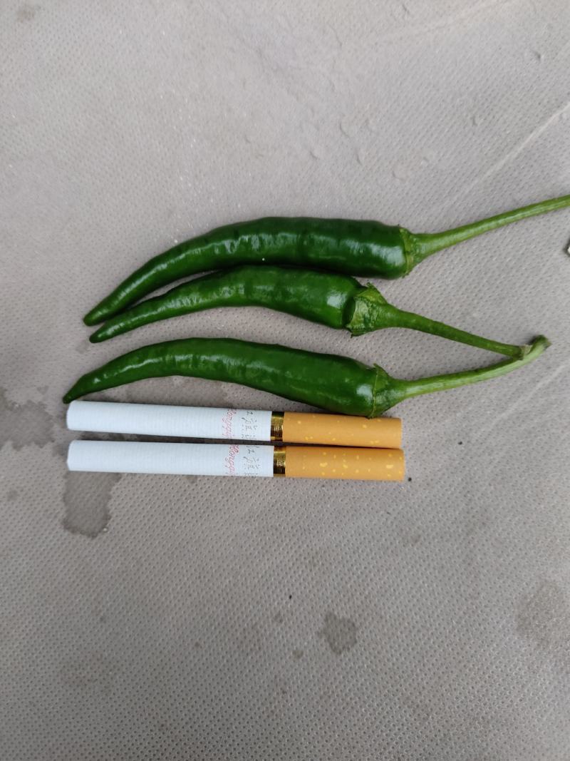 成千上万亩小米椒，欢迎你来采购深加工