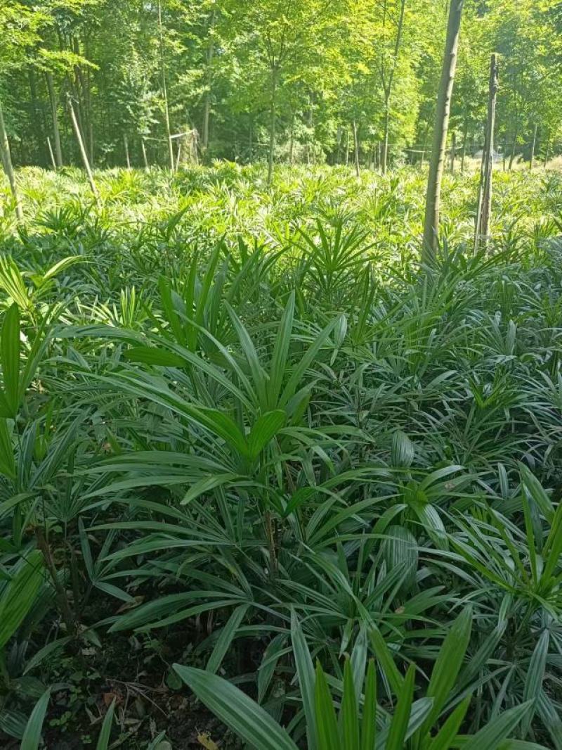 细叶棕竹60-100大量