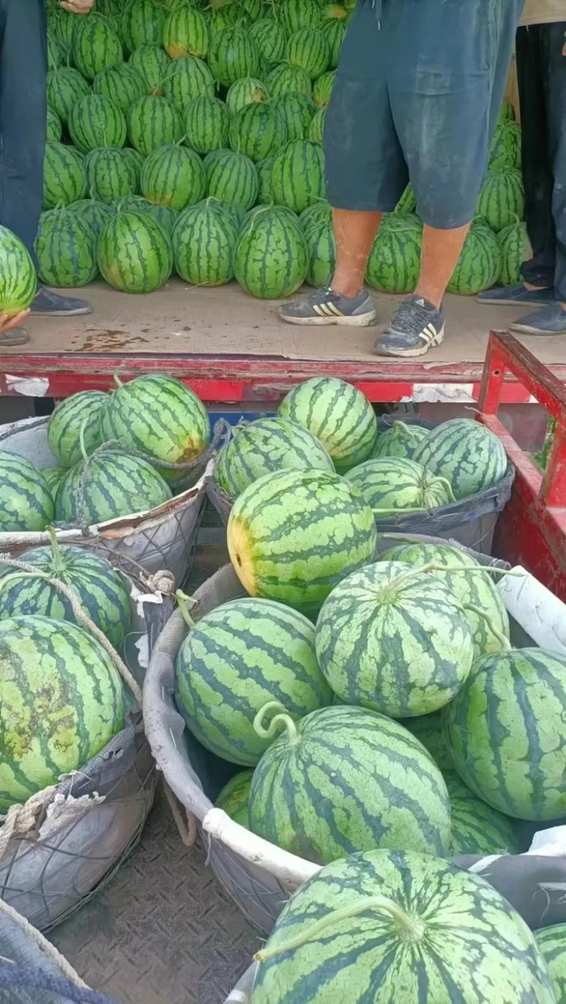 西瓜湖北美都西瓜大量上市现摘现发品质保证