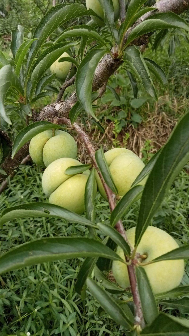 四川正宗蜂糖李