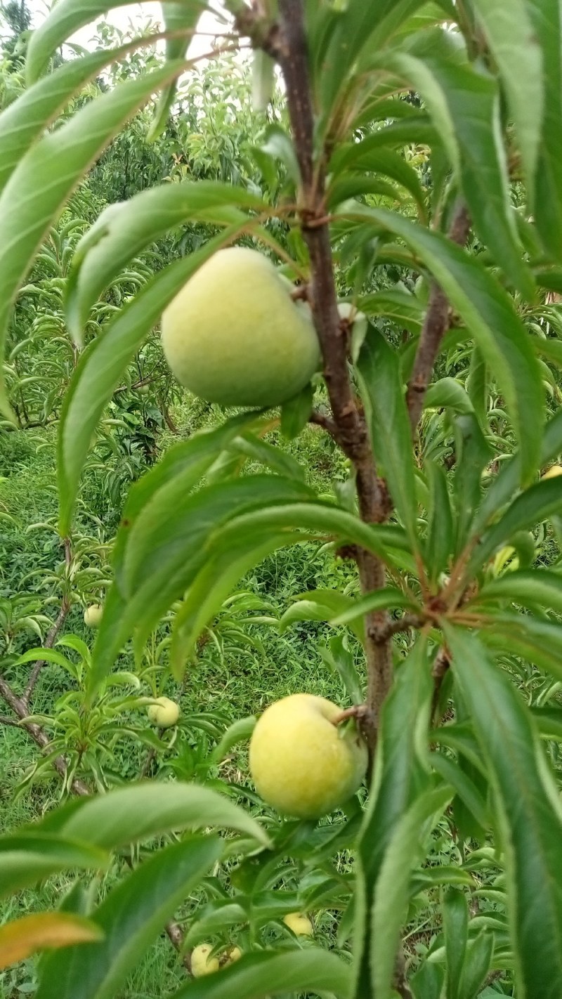 四川正宗蜂糖李