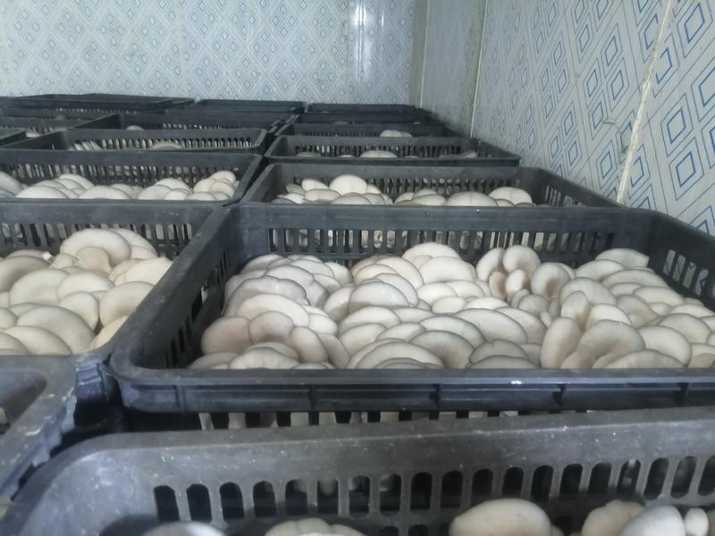 【人气】食用菌鲜货白平菇黑平菇蘑菇货品丰富品质保证货源稳定