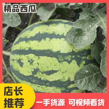 四川遂宁西瓜，大量上市，产地一手货源，品质保证，欢迎选购
