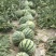湖北西瓜美都麒麟瓜大量供货量大从优全国发货供电商