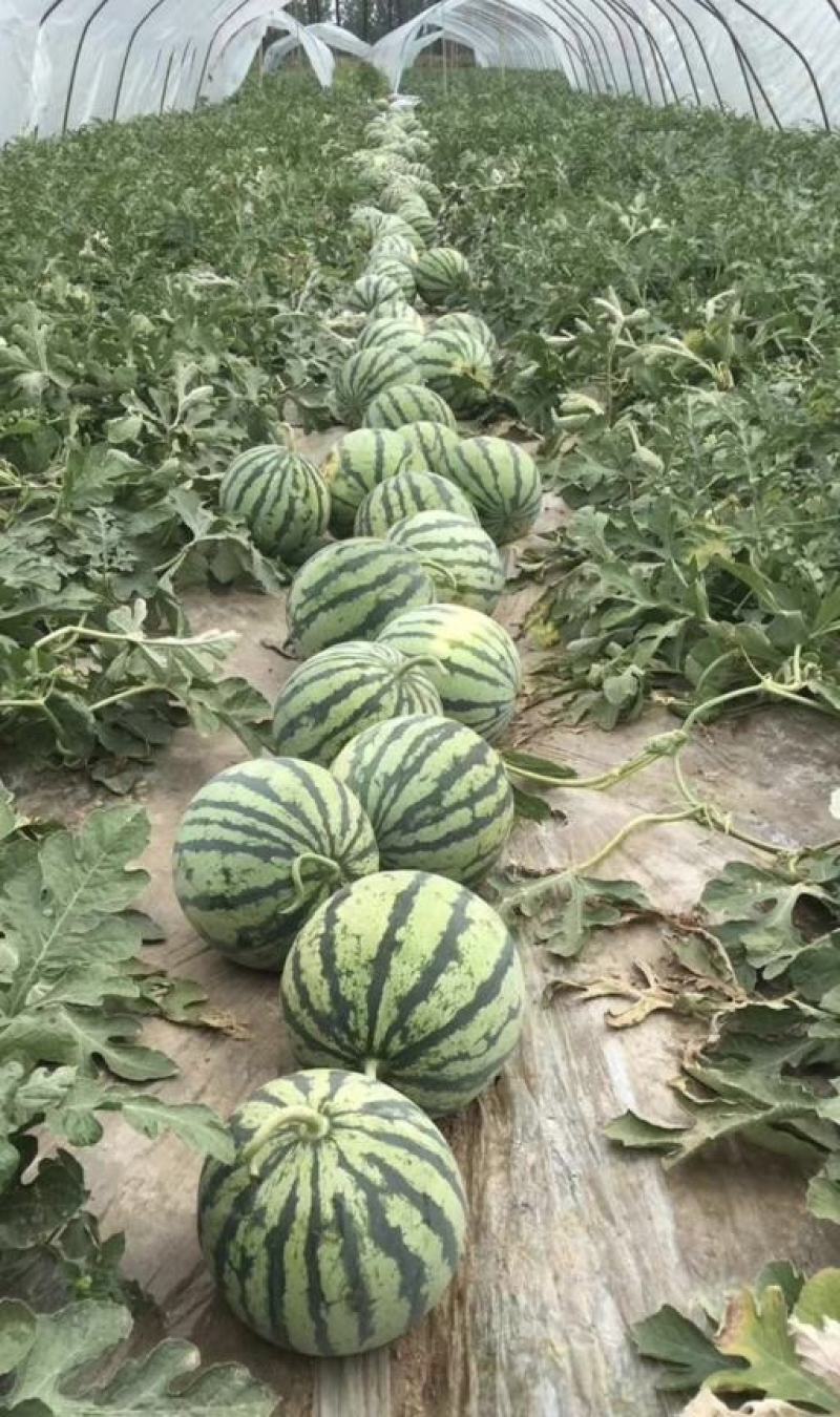 湖北西瓜美都麒麟瓜大量供货量大从优全国发货供电商