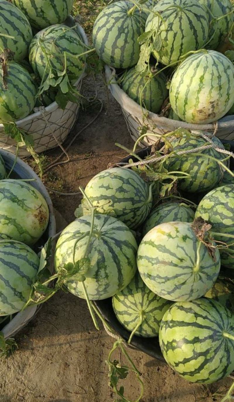 湖北西瓜美都麒麟瓜大量供货量大从优全国发货供电商