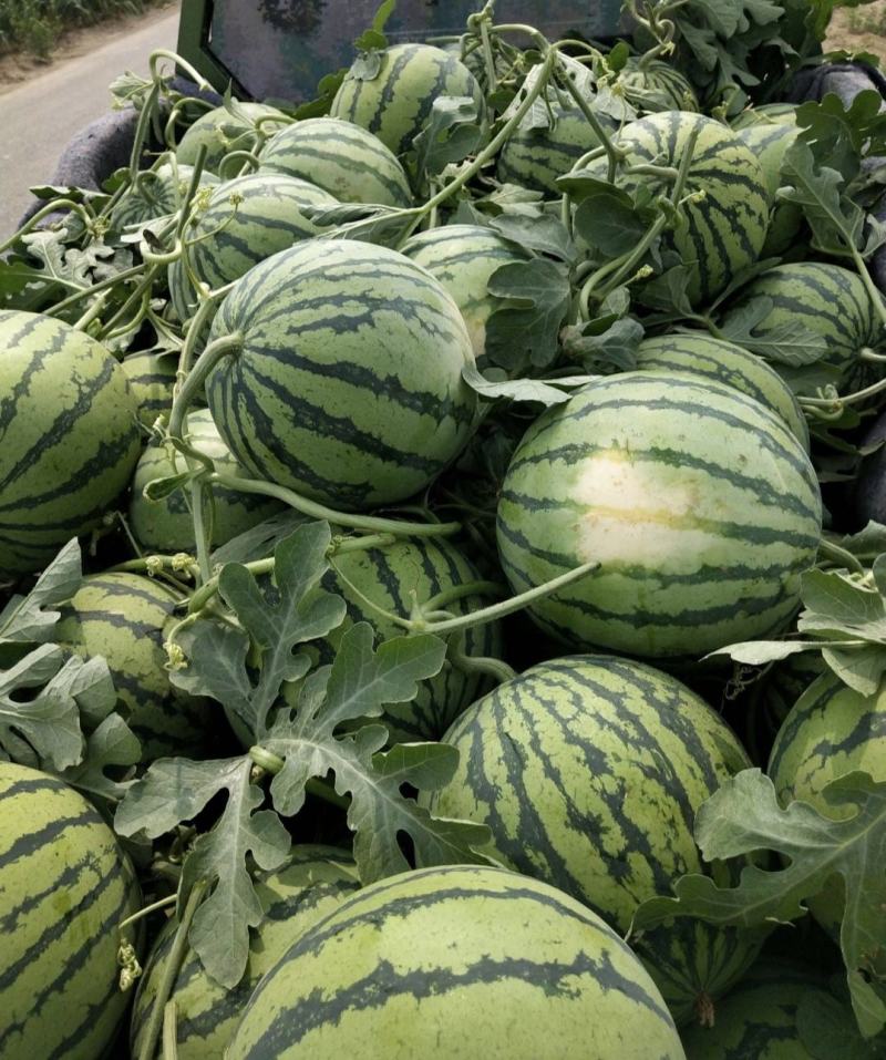 湖北西瓜美都麒麟瓜大量供货量大从优全国发货供电商