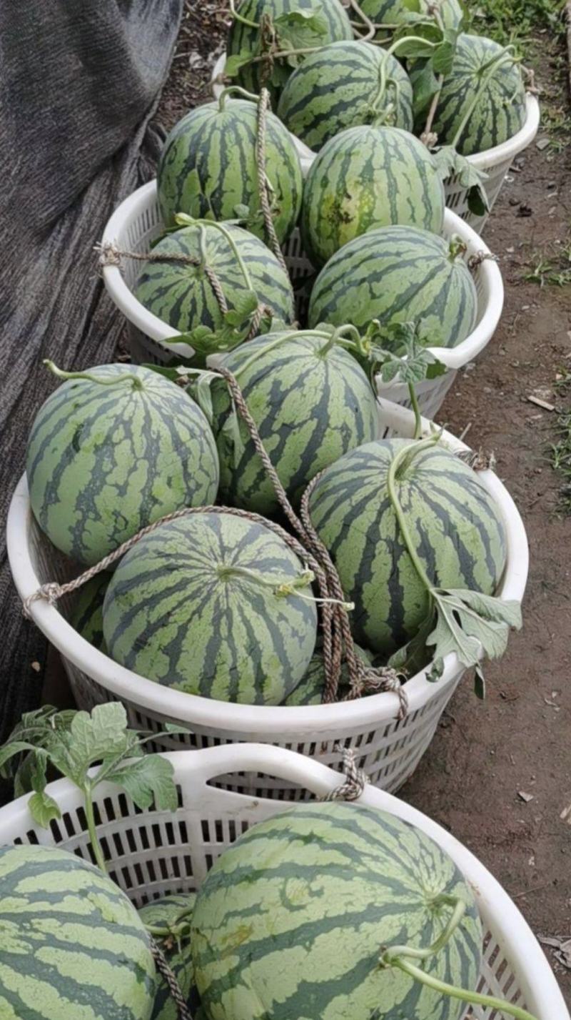 湖北西瓜美都麒麟瓜大量供货量大从优全国发货供电商