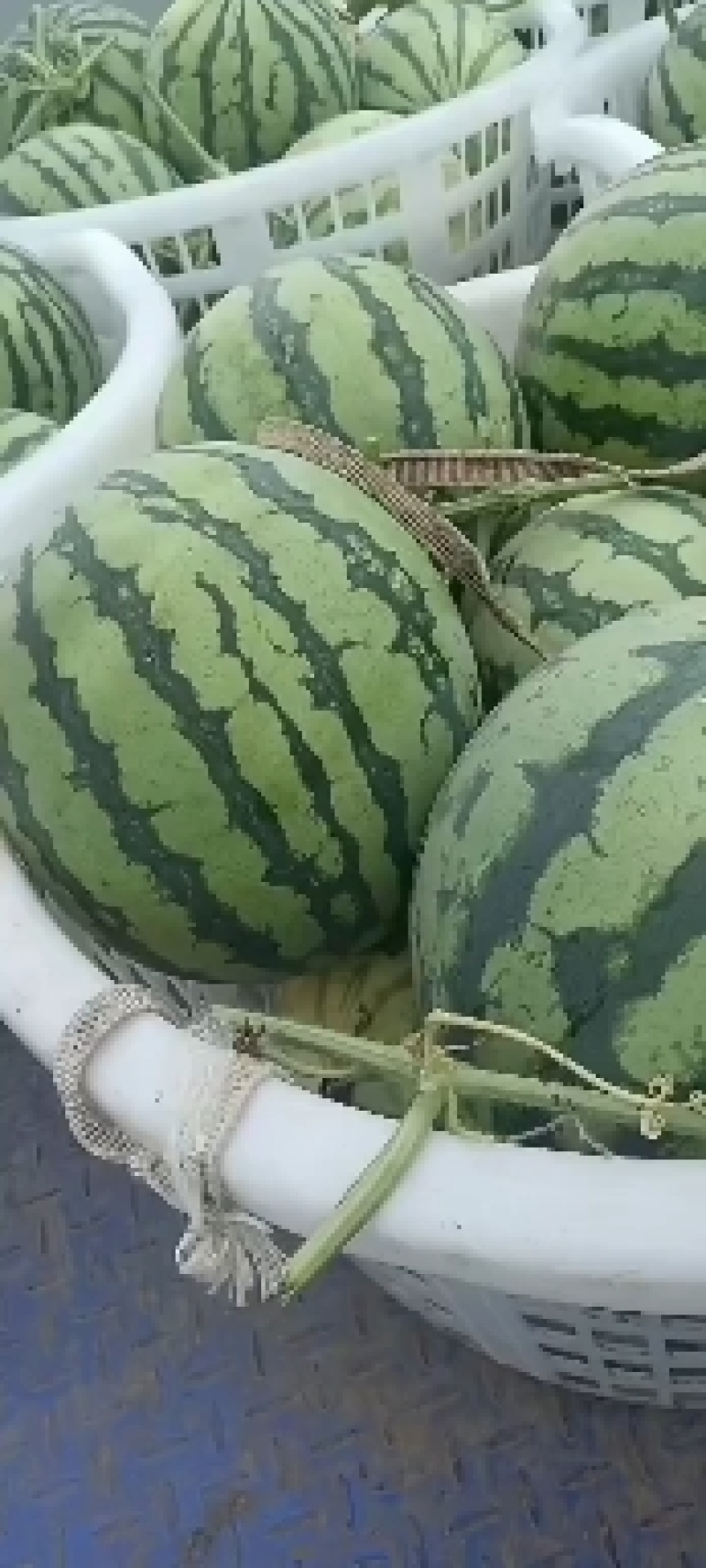 四川遂宁西瓜，大量上市，产地一手货源，品质保证，欢迎选购
