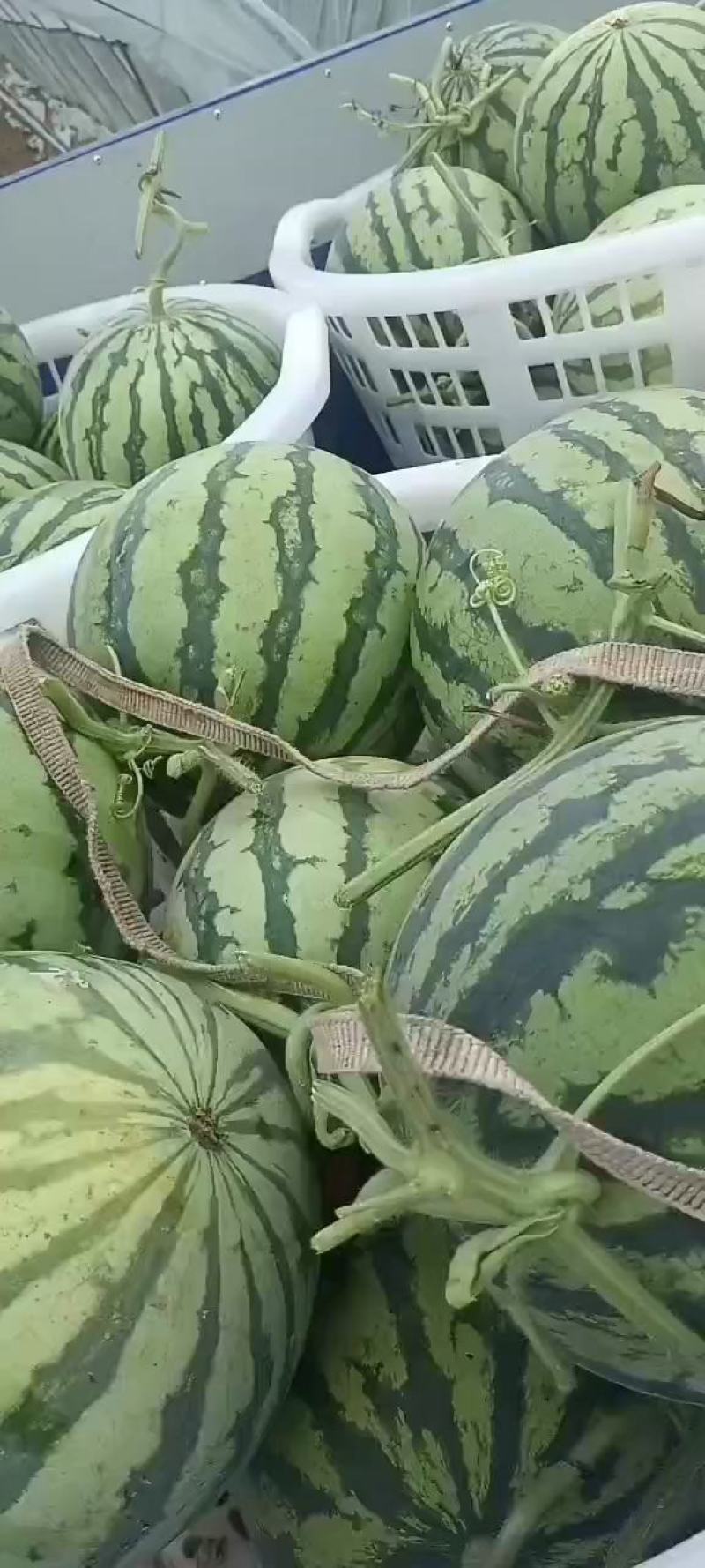 四川遂宁西瓜，大量上市，产地一手货源，品质保证，欢迎选购