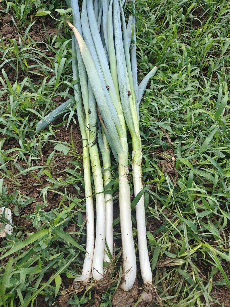 铁杆大葱，大量供应商超电商