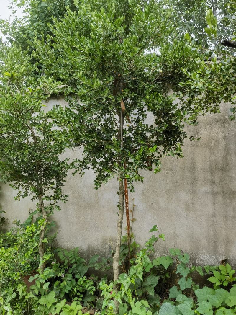 瓜子黄杨树1之6公分低价处理自家苗圃无中介