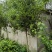 瓜子黄杨树1之6公分低价处理自家苗圃无中介