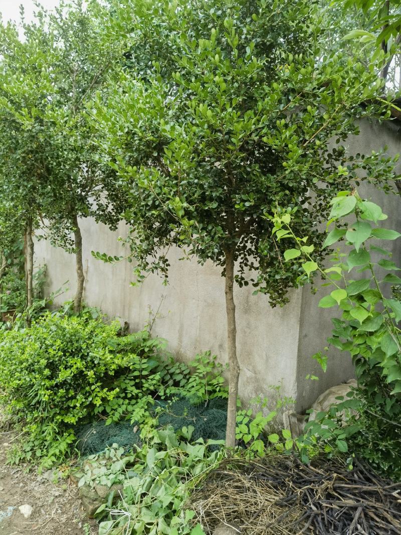 瓜子黄杨树1之6公分低价处理自家苗圃无中介