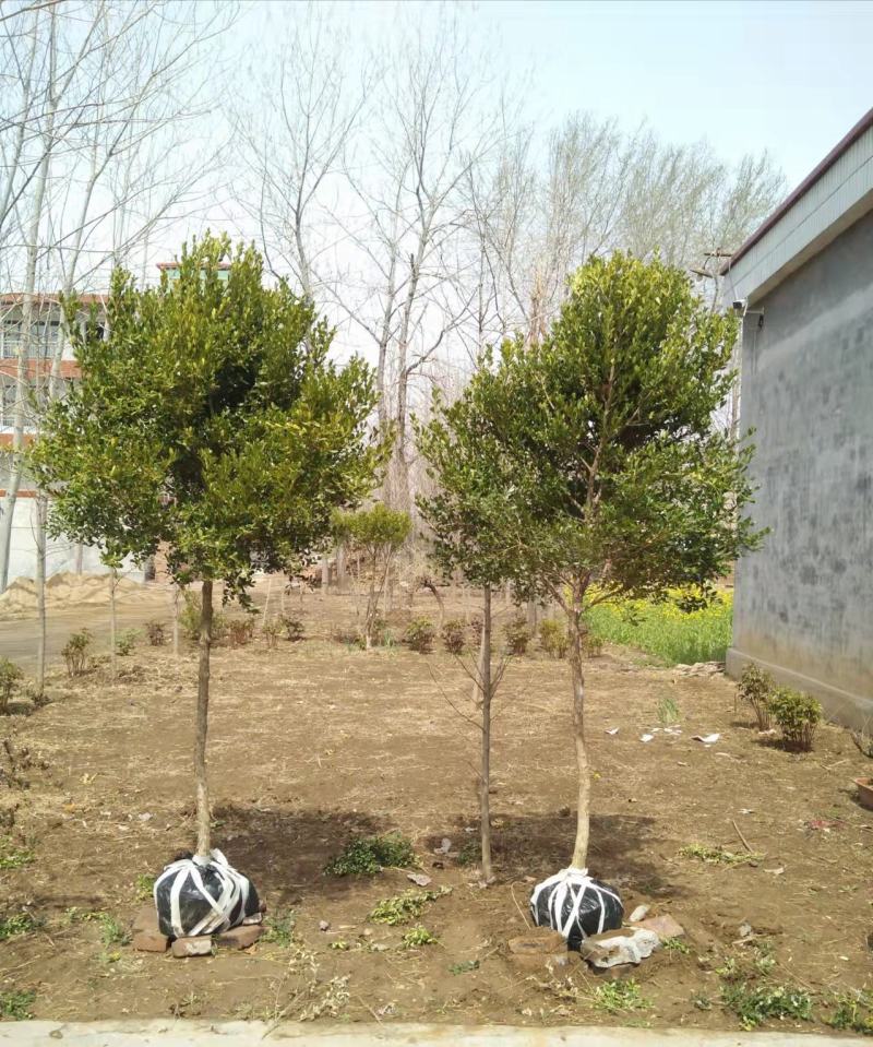 瓜子黄杨树1之6公分低价处理自家苗圃无中介