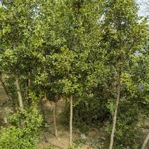 瓜子黄杨树1之6公分低价处理自家苗圃无中介
