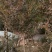 瓜子黄杨树1之6公分低价处理自家苗圃无中介