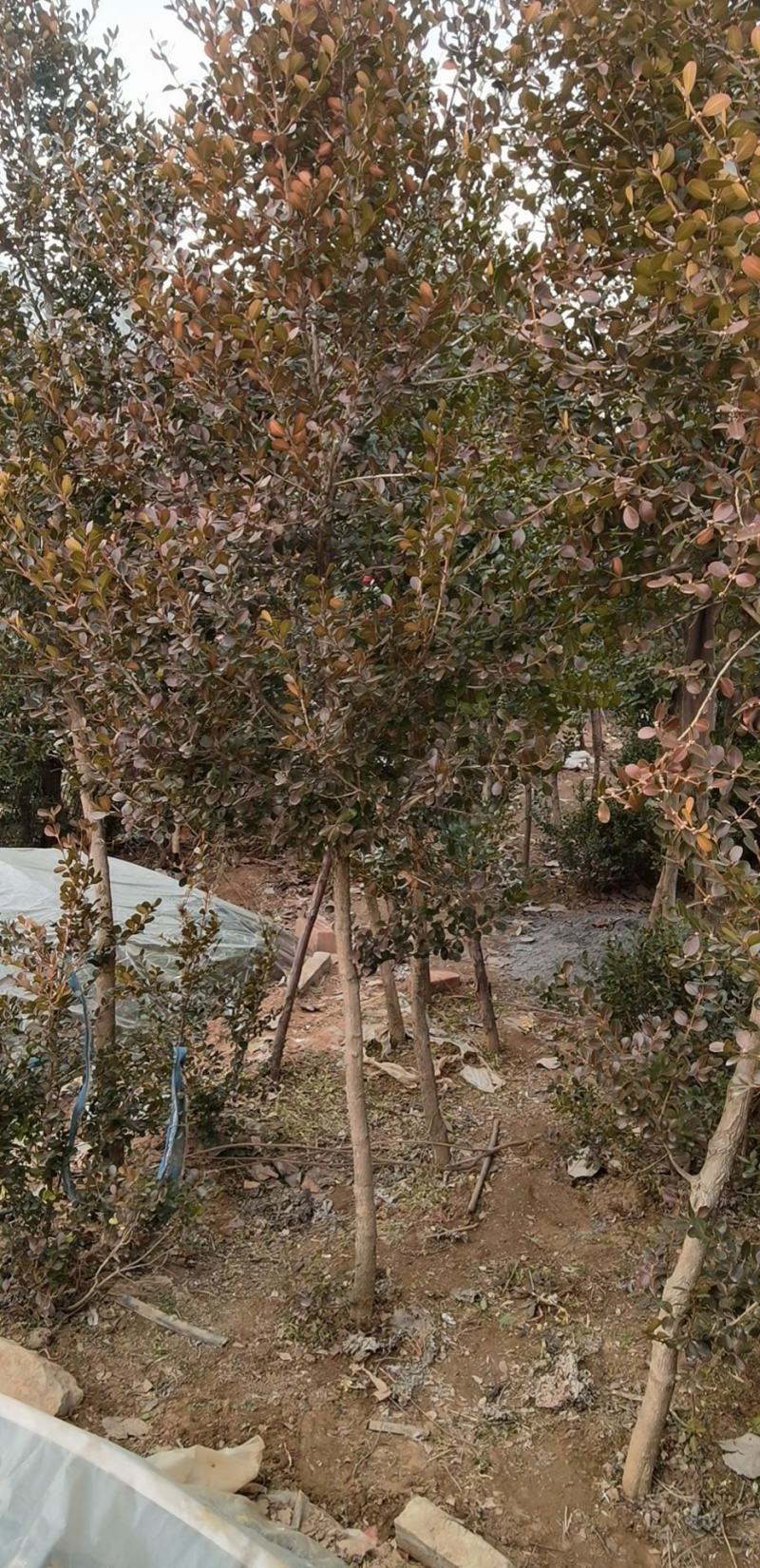 瓜子黄杨树1之6公分低价处理自家苗圃无中介
