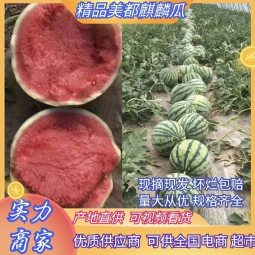 湖北西瓜美都麒麟瓜大量供货量大从优全国发货供电商