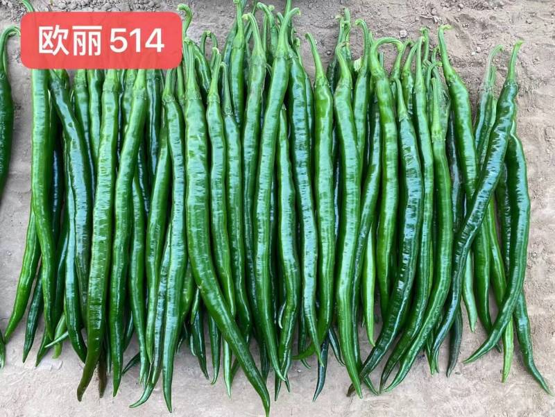 欧丽514线椒种子欧兰德加长黑皮墨绿深绿顺直黑线椒高辣辣