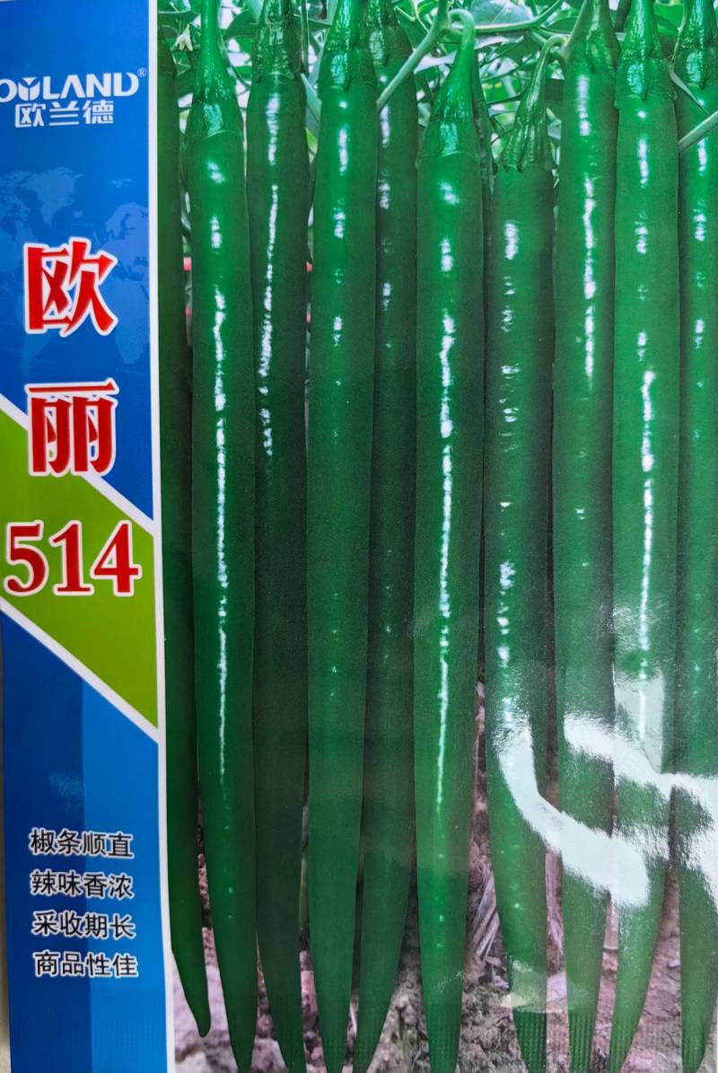 欧丽514线椒种子欧兰德加长黑皮墨绿深绿顺直黑线椒高辣辣