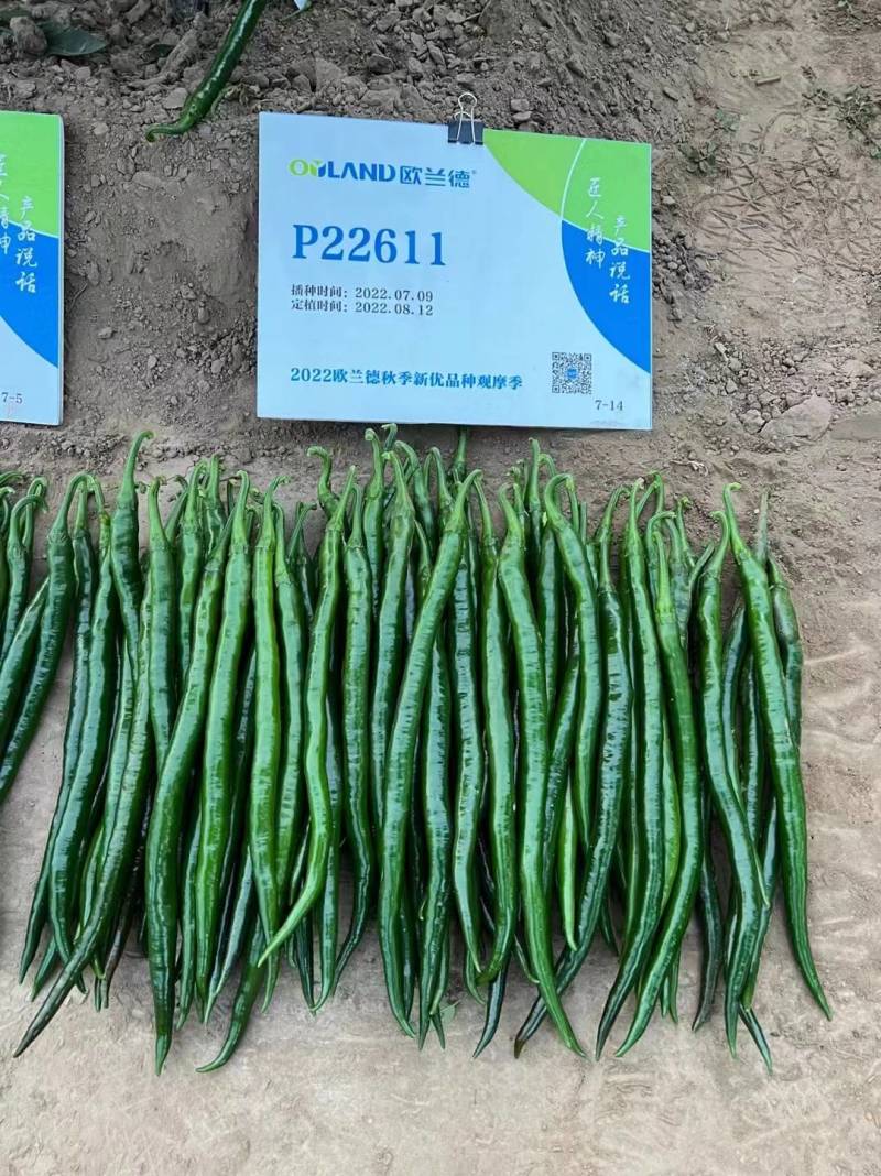 欧丽514线椒种子欧兰德加长黑皮墨绿深绿顺直黑线椒高辣辣