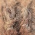 爬山虎五叶地锦三叶地锦护坡绿化遮阳易栽易成活
