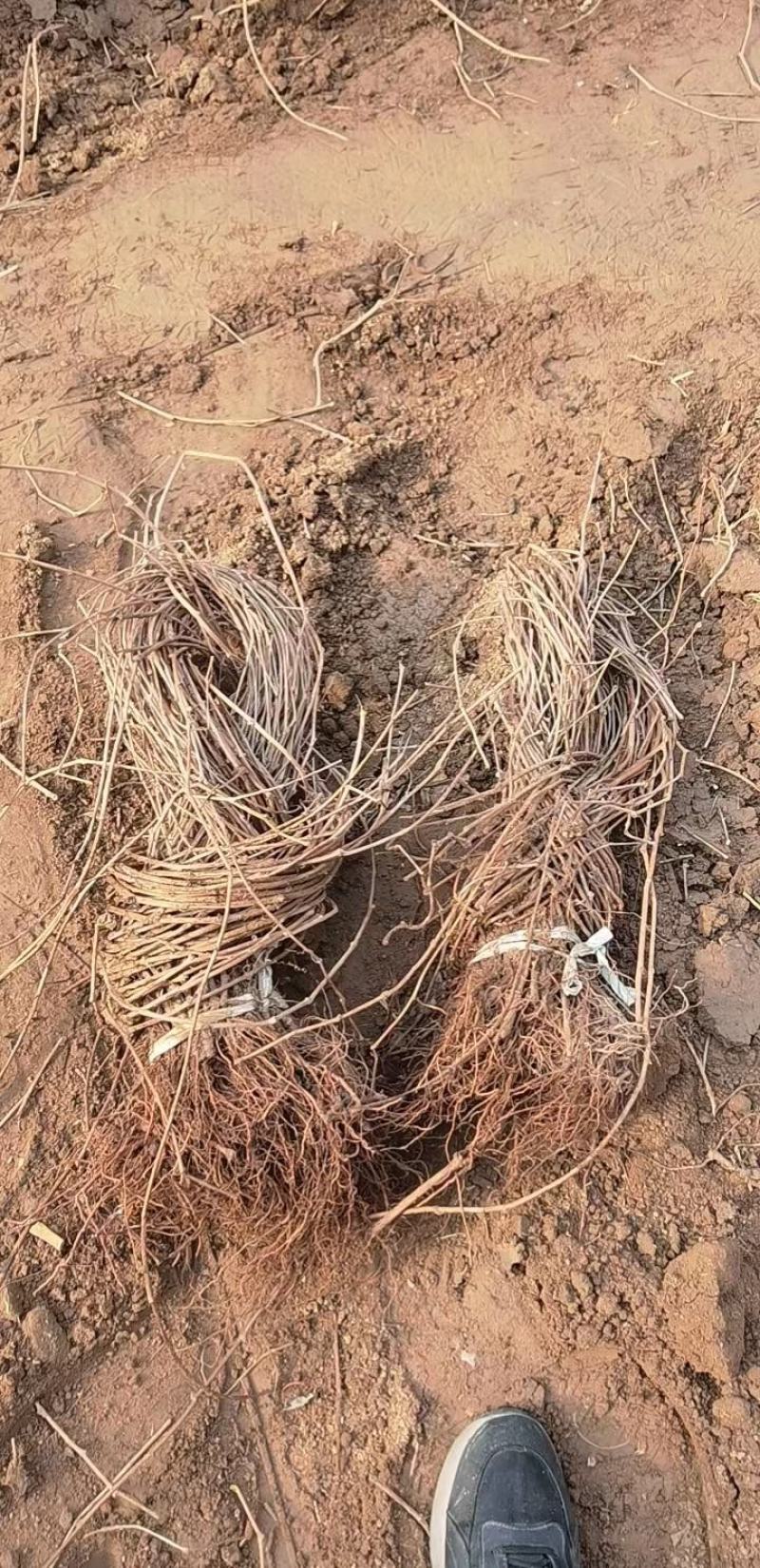爬山虎五叶地锦三叶地锦护坡绿化遮阳易栽易成活