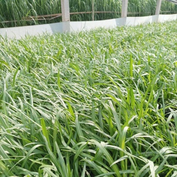 蛇鞭菊基地直销，大量供应，可实地看货，一手货源。