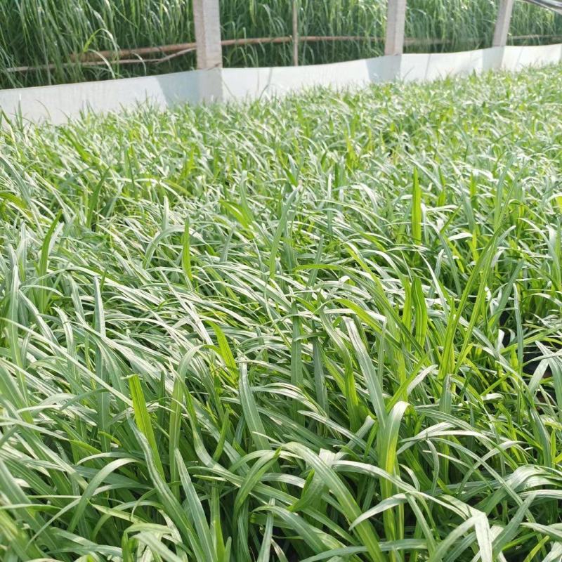 蛇鞭菊基地直销，大量供应，可实地看货，一手货源。