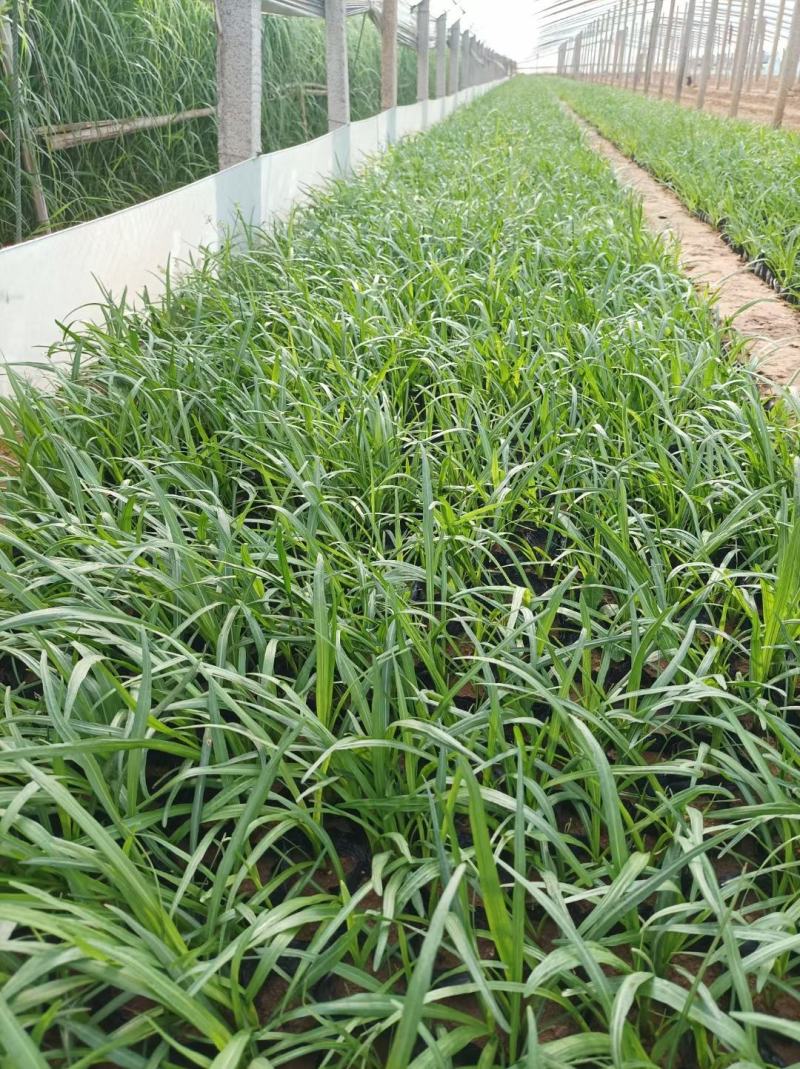 蛇鞭菊基地直销，大量供应，可实地看货，一手货源。