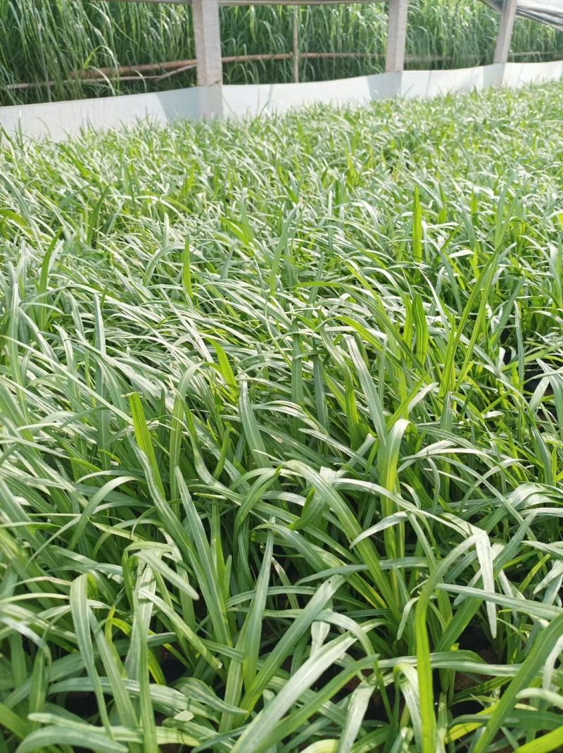 蛇鞭菊基地直销，大量供应，可实地看货，一手货源。