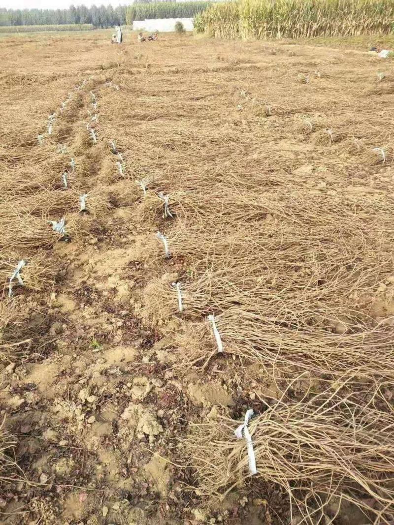 爬山虎五叶地锦三叶地锦护坡绿化遮阳易栽易成活