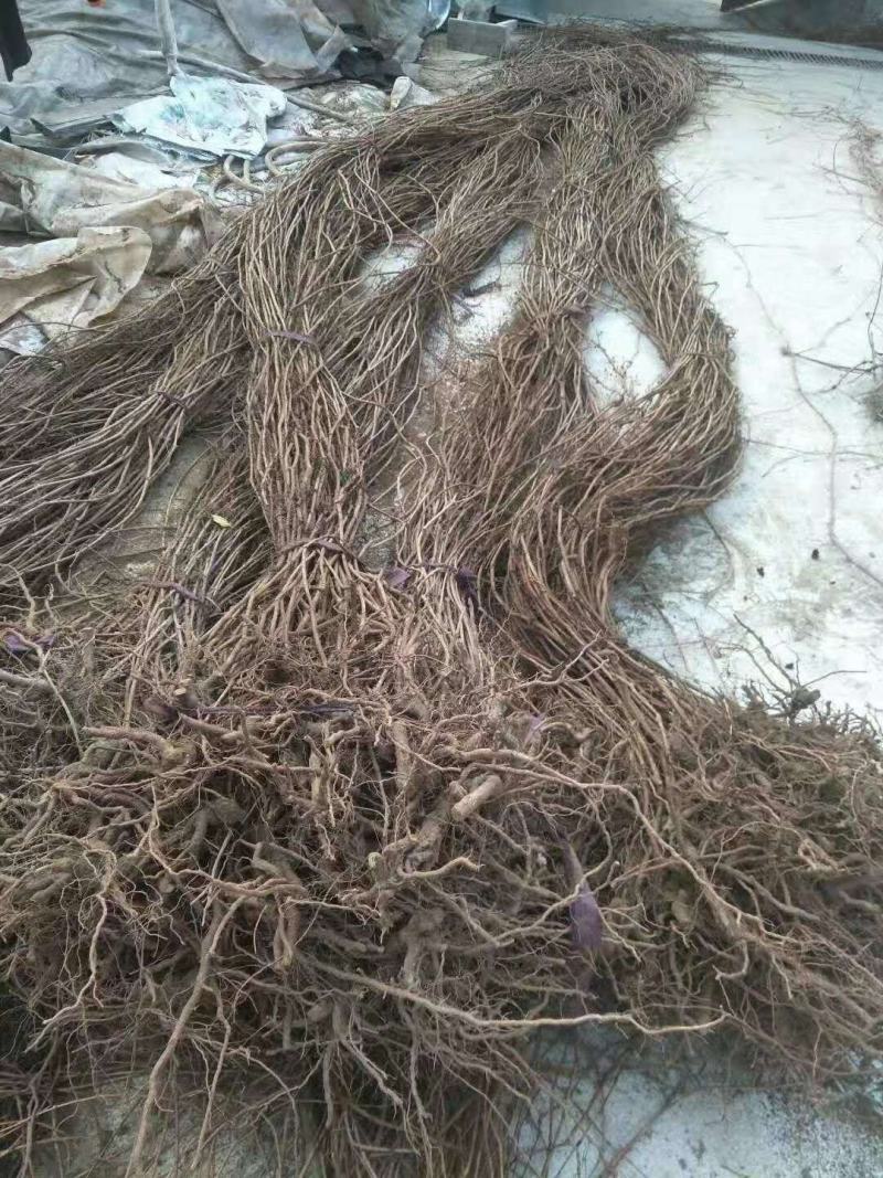 爬山虎五叶地锦三叶地锦护坡绿化遮阳易栽易成活