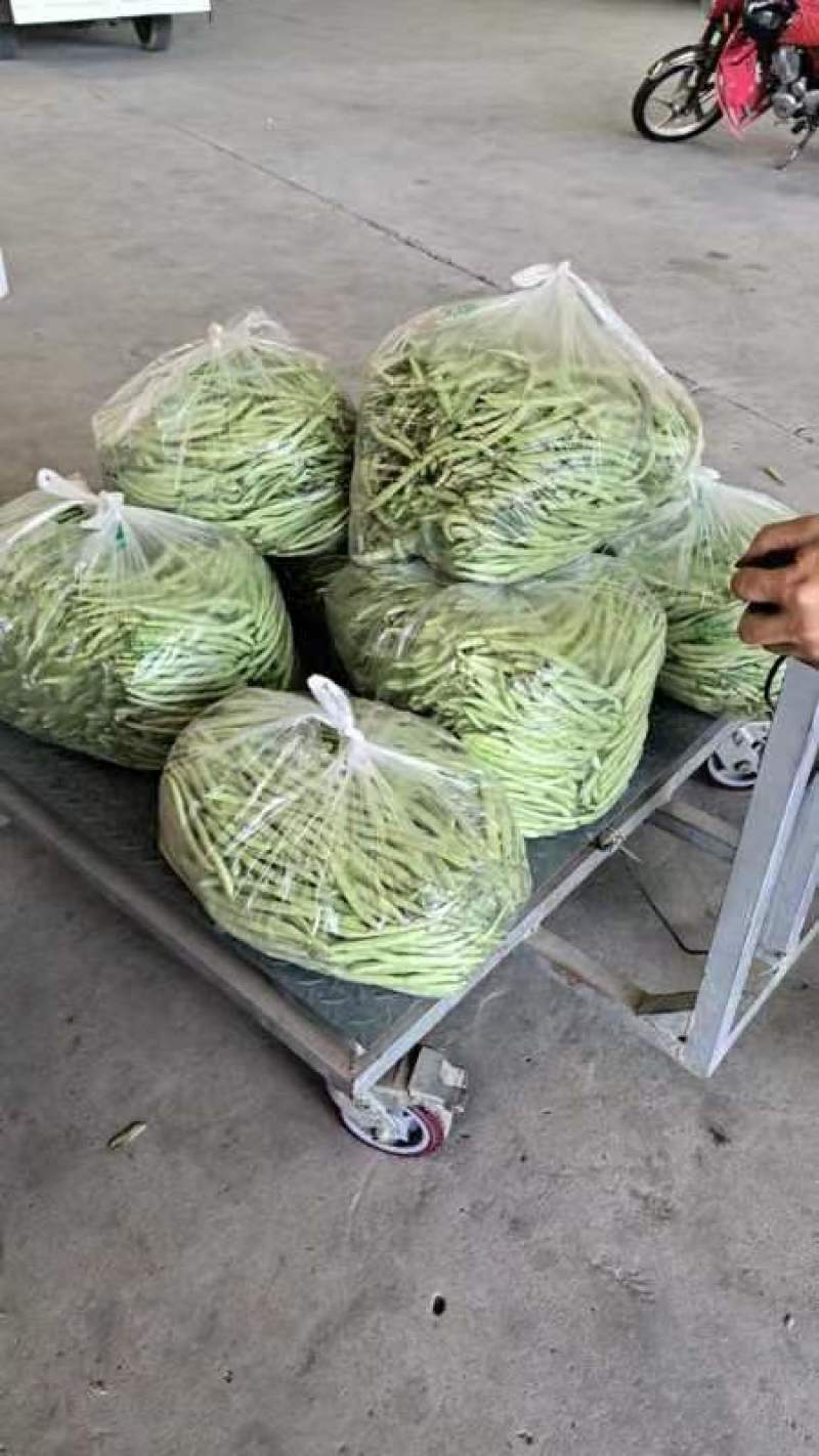 湖北四季豆无筋豆产地一手货源.量大从优保质保量