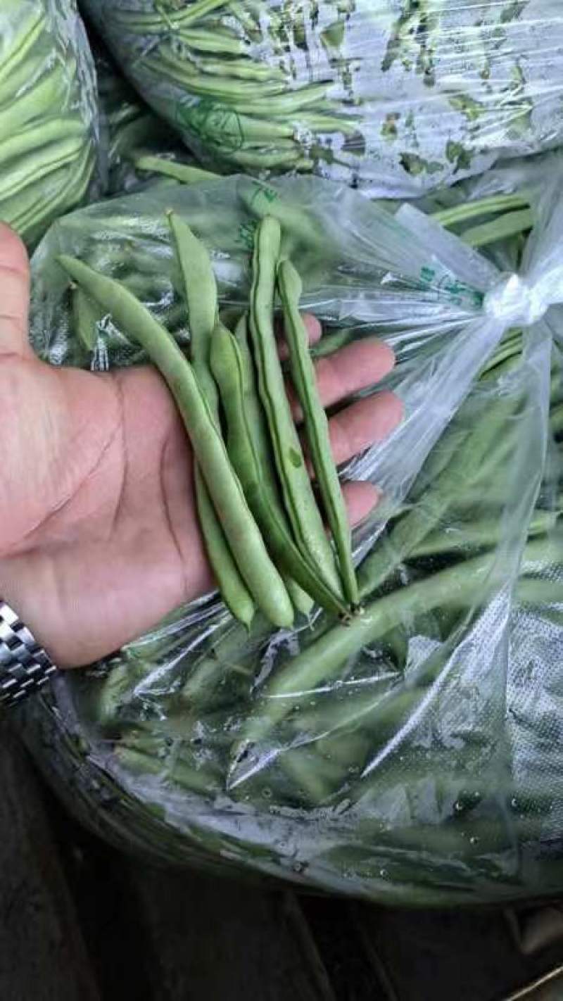 湖北四季豆无筋豆产地一手货源.量大从优保质保量