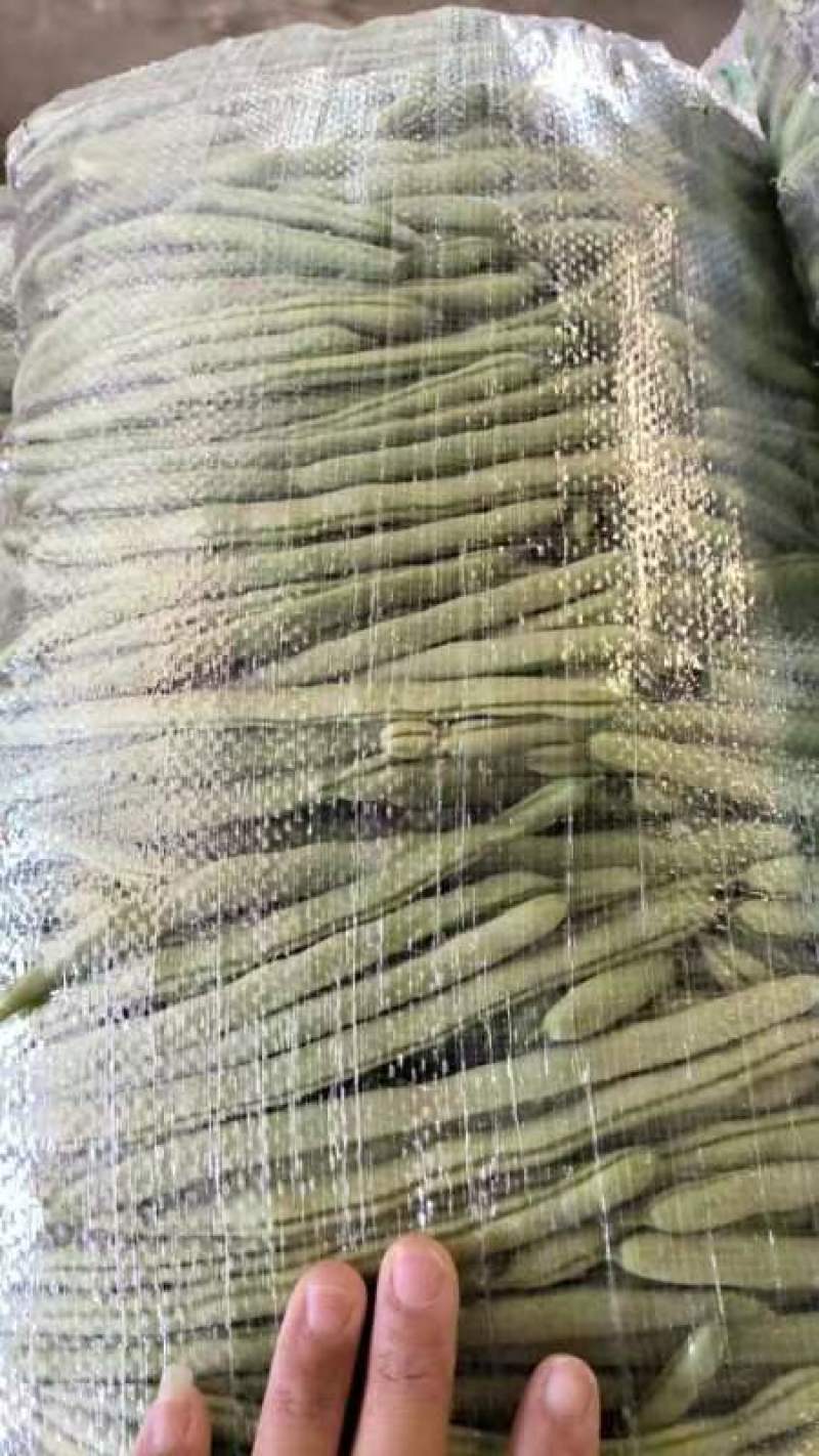 湖北四季豆无筋豆产地一手货源.量大从优保质保量