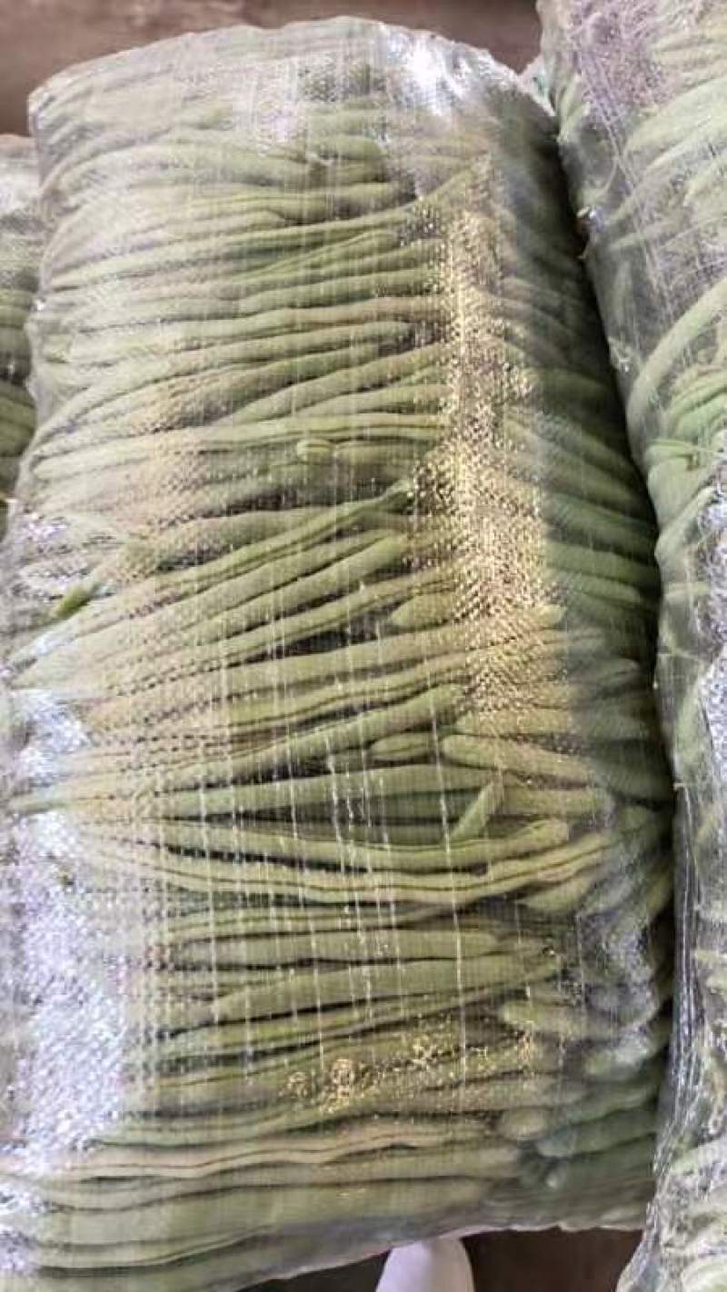 湖北四季豆无筋豆产地一手货源.量大从优保质保量