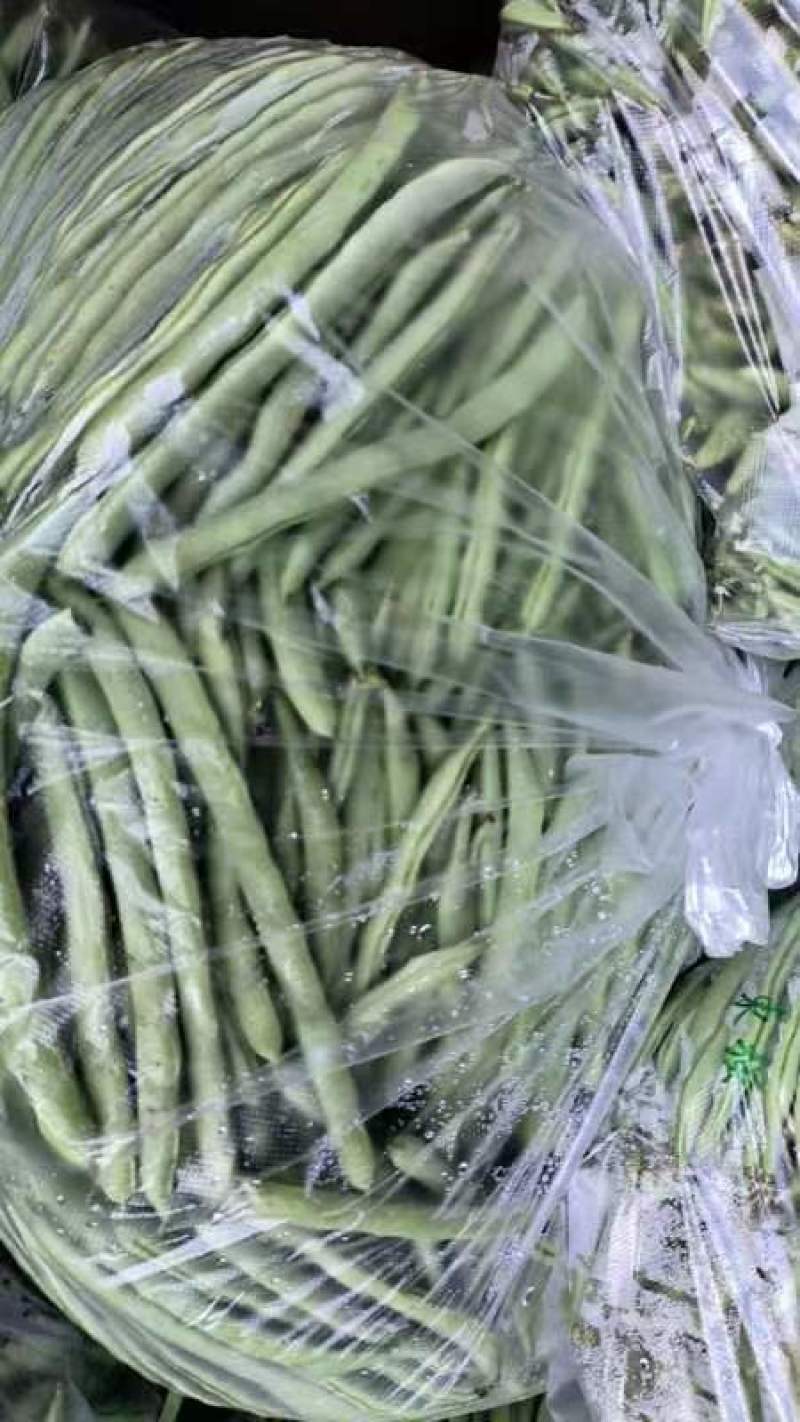 湖北四季豆无筋豆产地一手货源.量大从优保质保量