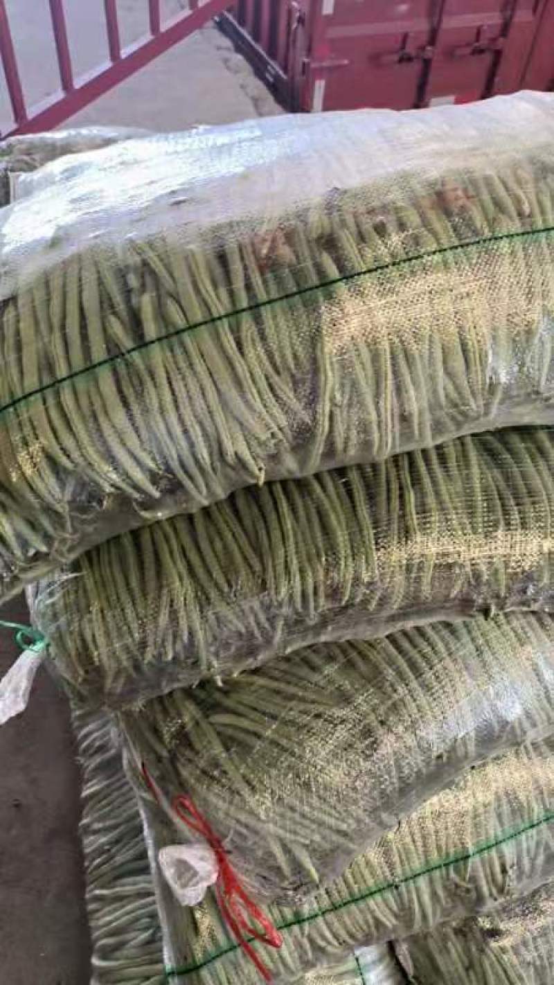 湖北四季豆无筋豆产地一手货源.量大从优保质保量