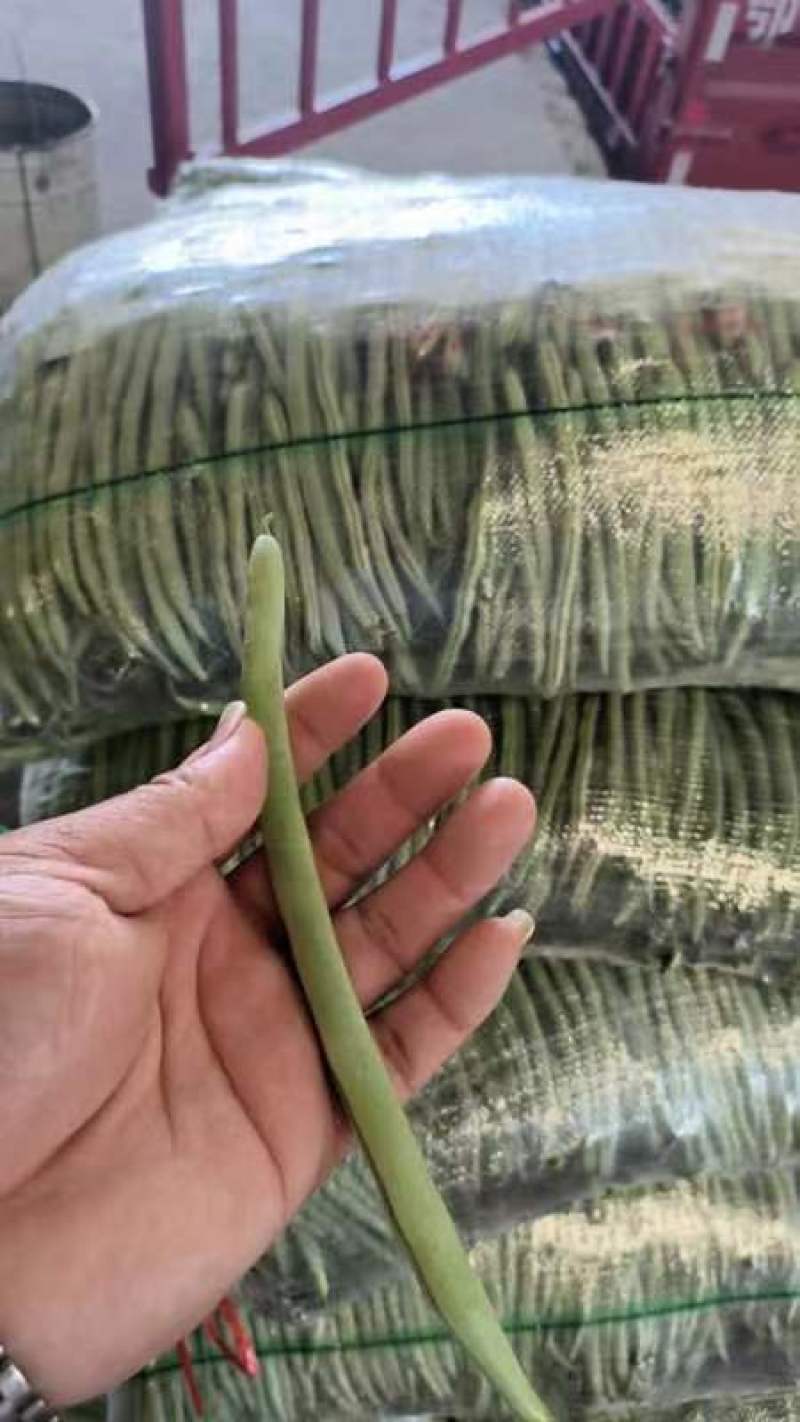 湖北四季豆无筋豆产地一手货源.量大从优保质保量