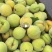 黄金惯桃子