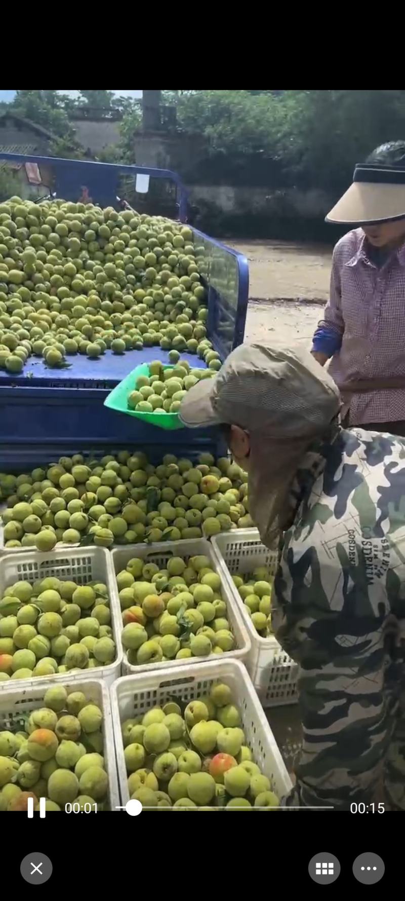 黄金惯桃子