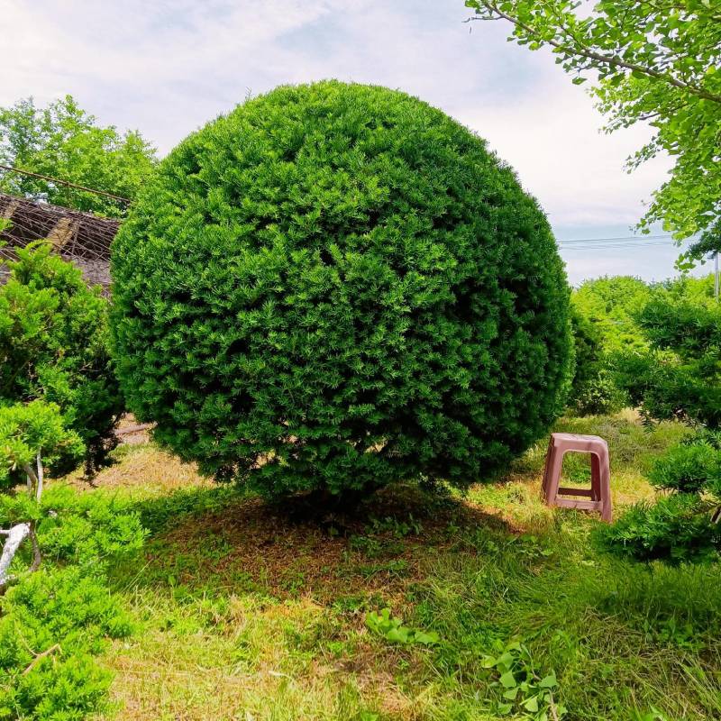 2米高冠紫杉球